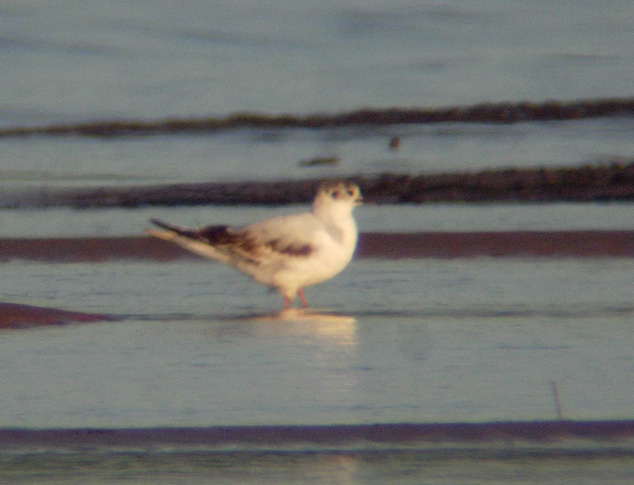 Little Gull (first summer)