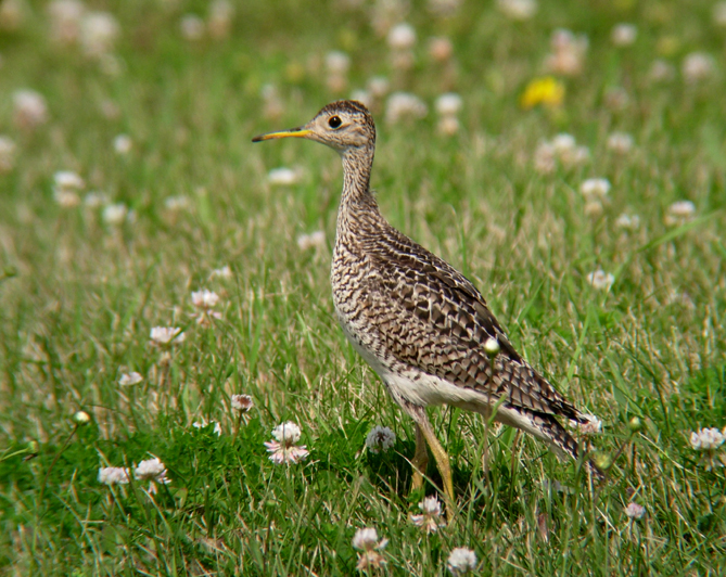 Upland Sandpiper