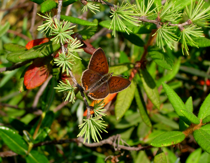 Bog Copper