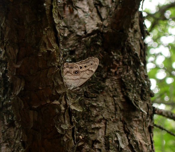 Northern Pearly Eye
