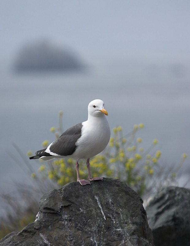 Jonathan Livingston: A Simple Portrait