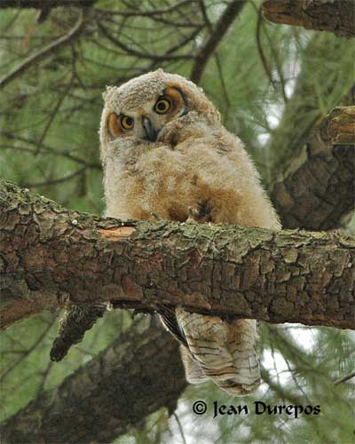 Great Horned Owlet