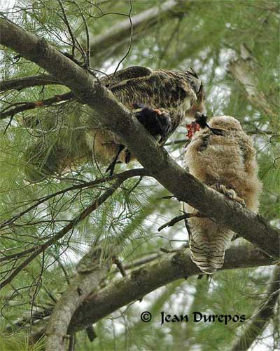 Great Horned Owl  and owlet