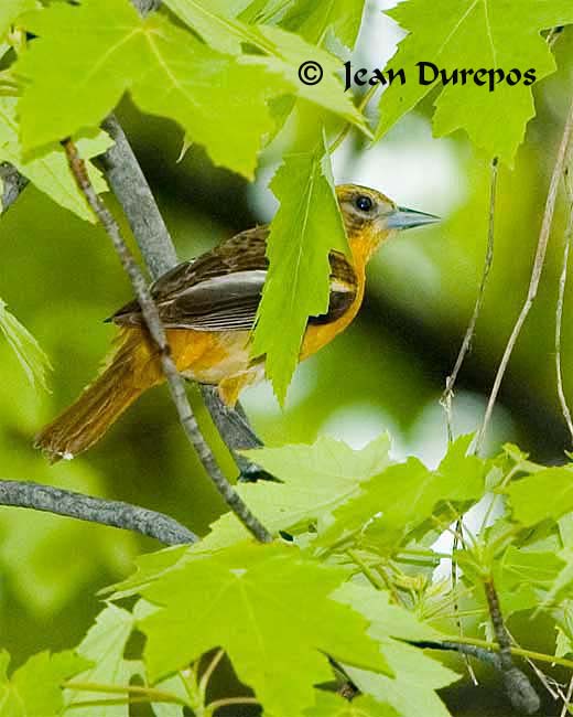 DSC_1041-ec.jpg Baltimore Oriole - breeding adult female