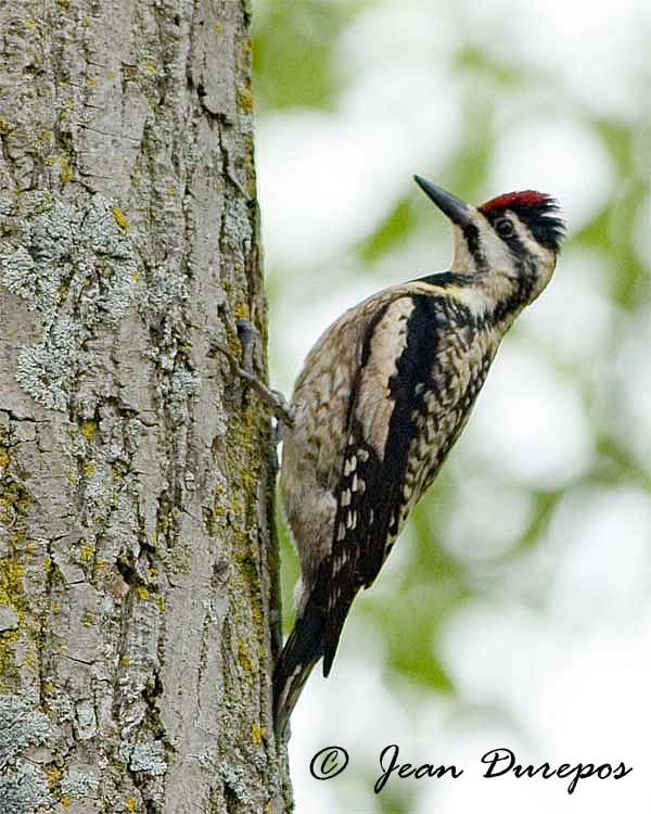  Sapsucker ,  yellow-bellied