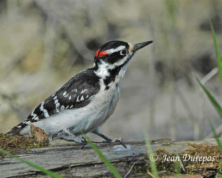 Hairy Woodpecker