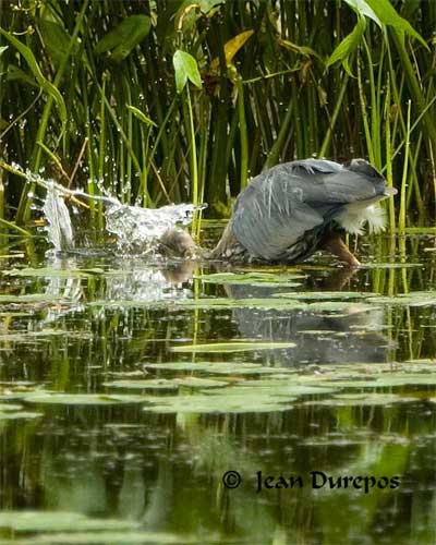 Great Blue Heron