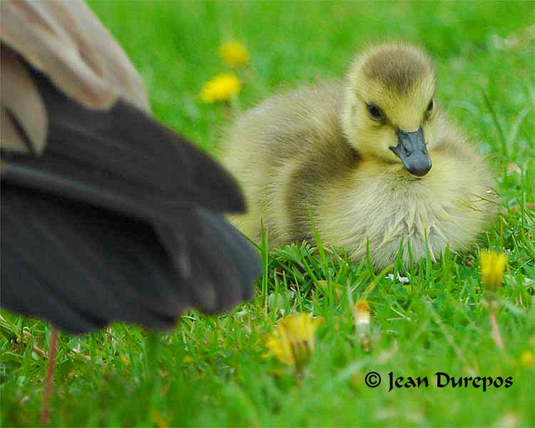 Canada Geese gosling