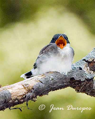  Eastern Kingbird fledgling