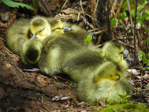  Canada Geese chicks