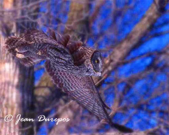 Great Gray Owl 