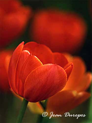 Tulips .jpg