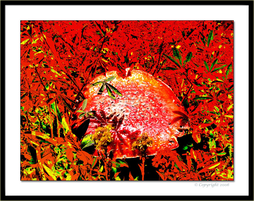 Amanitas