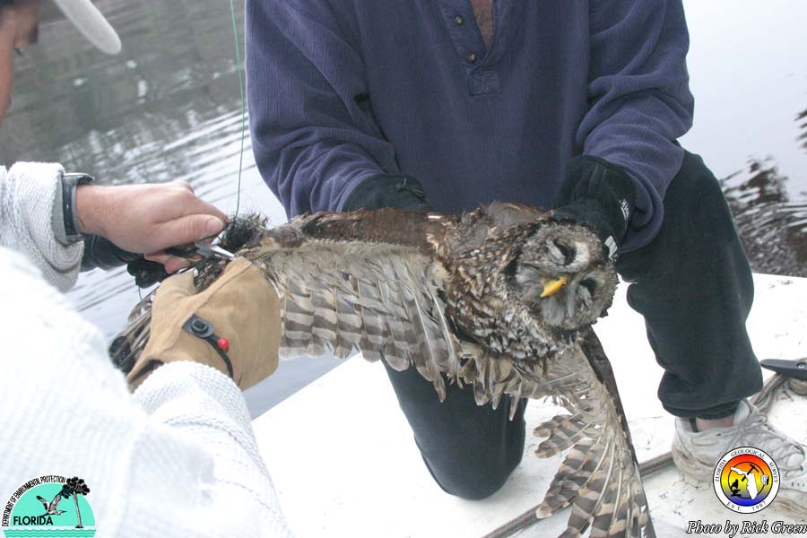 Barred Owl on Fishing Line 02.jpg