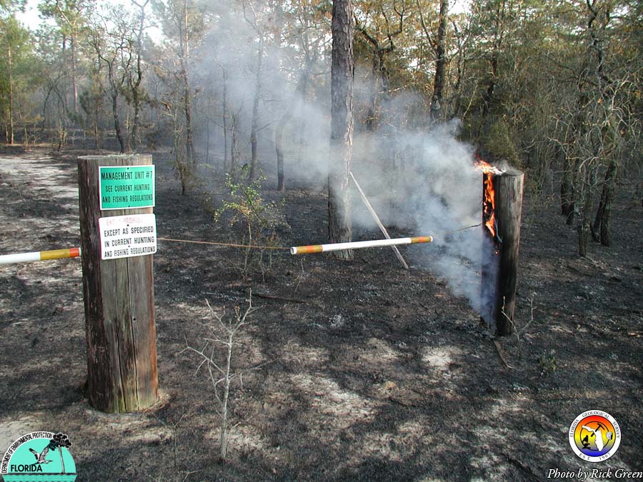 Controlled Burn- Eglin AFB.jpg