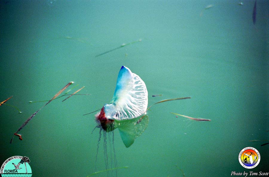 Florida Bay Man o War.jpg