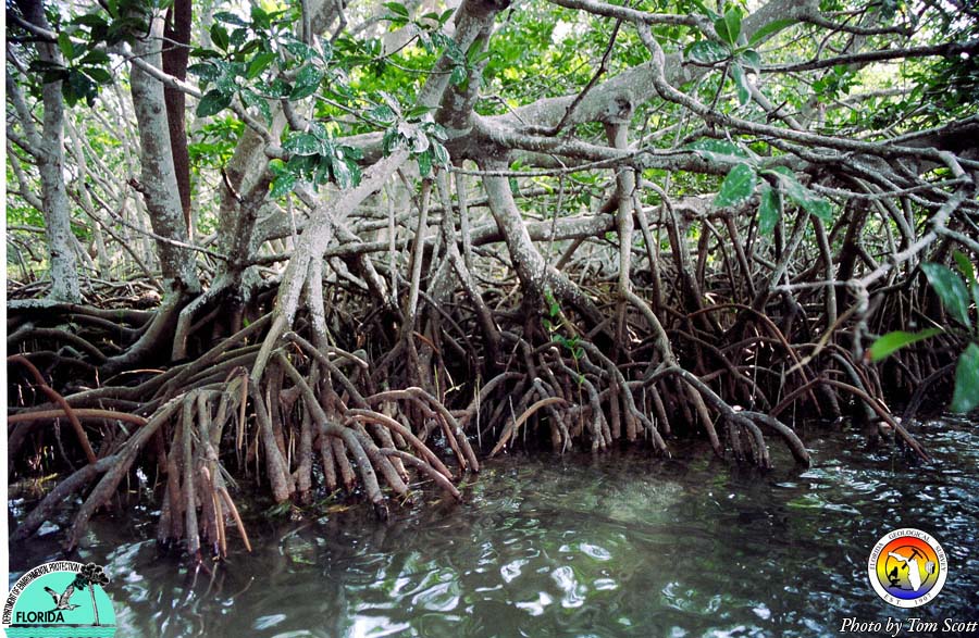 Mangroves in Florida Bay.jpg