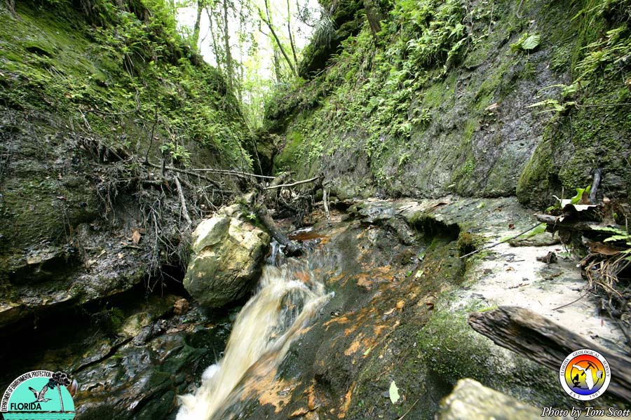 High Falls Sink Stream 2.jpg