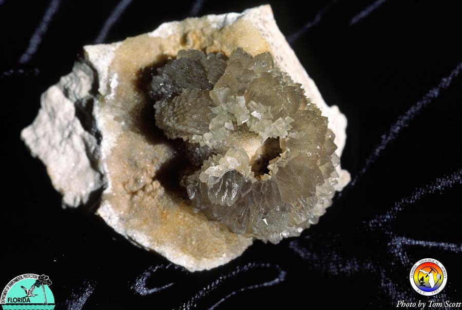 Calcite recystallized echinoid.jpg