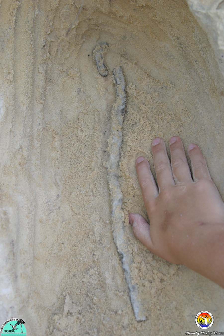 Fulgarite in situ.jpg