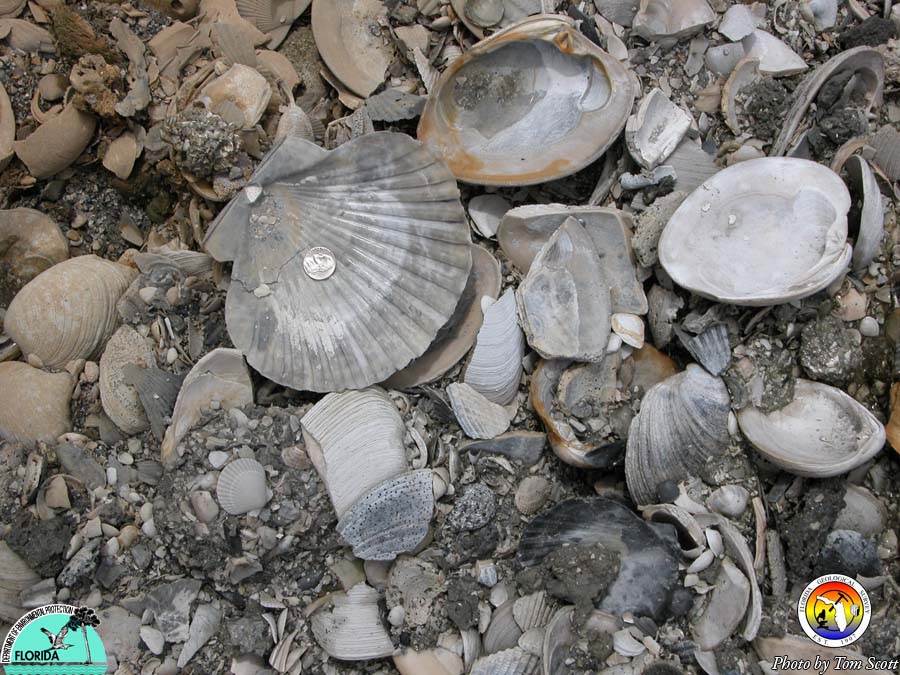 Mollusk shells Rucks Pit.JPG