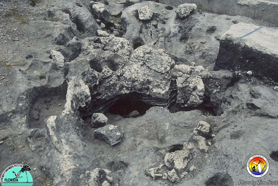 Miami Circle karst.jpg
