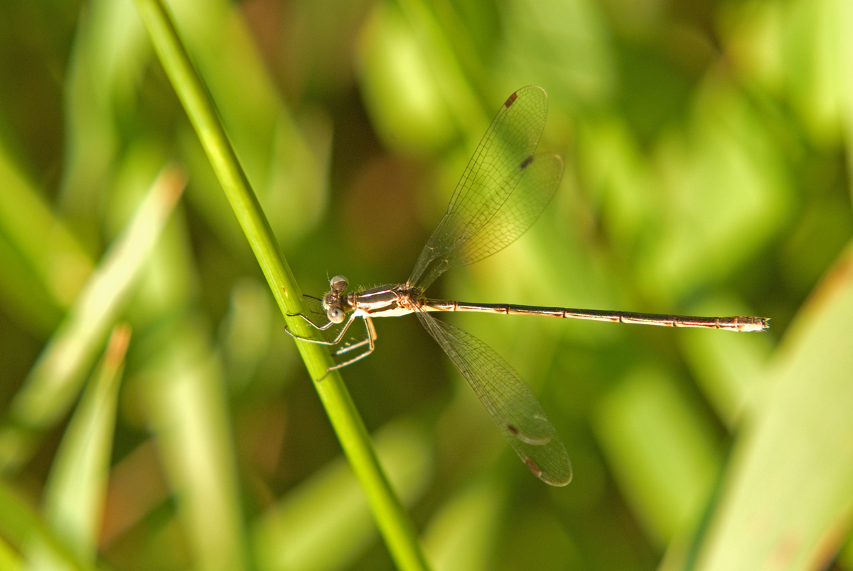 Slender Spreadwing; Lestes rectangularis, Male