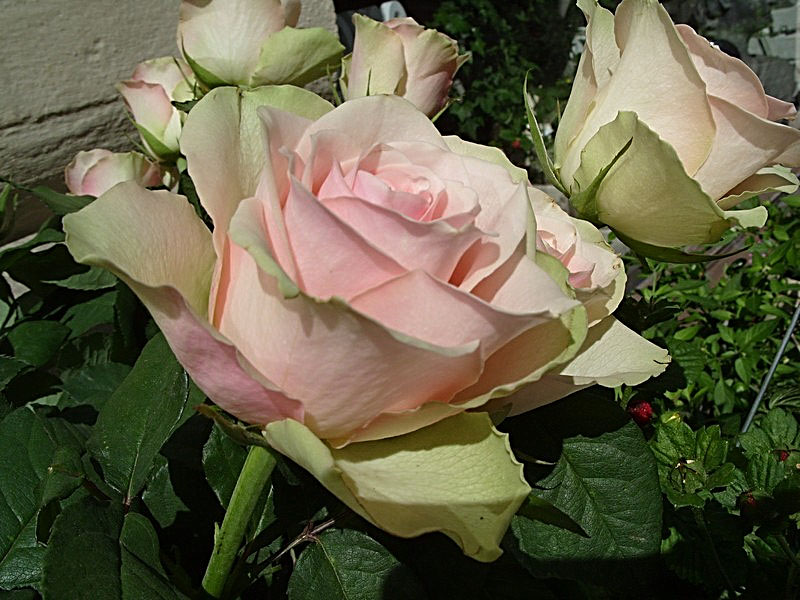 102 continental rose.jpg