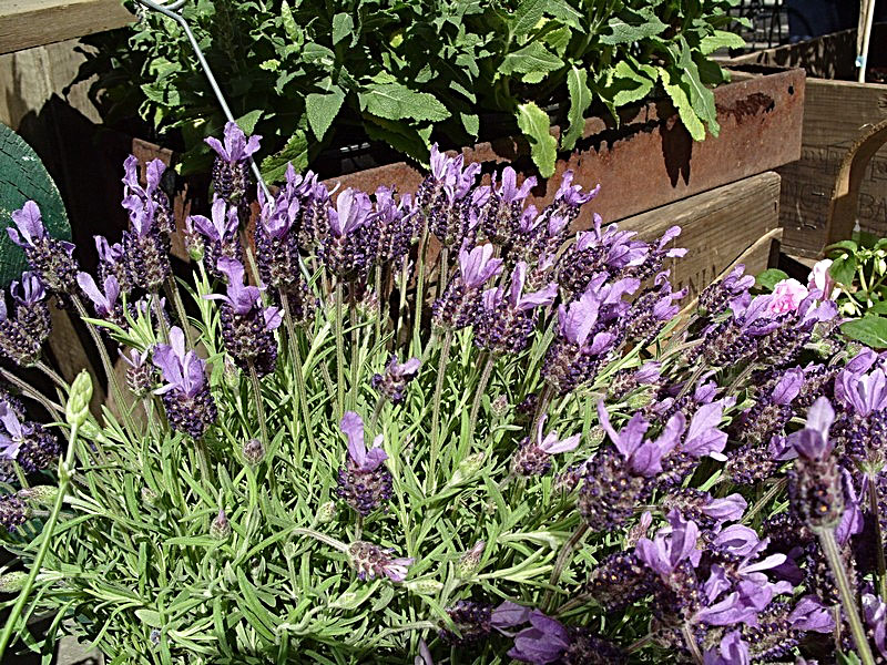 105 lavender.jpg