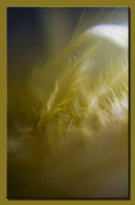 gold plumes