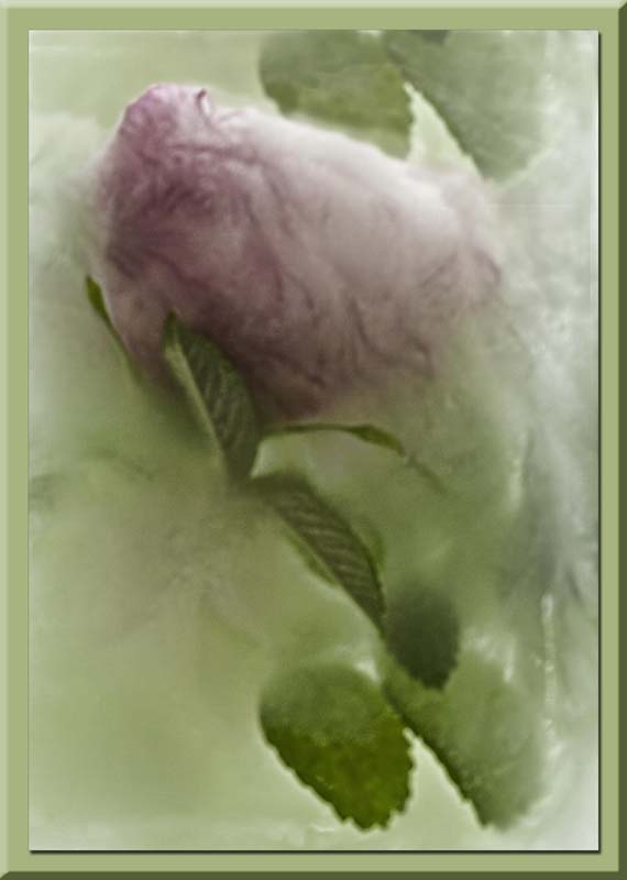 rosebud iced