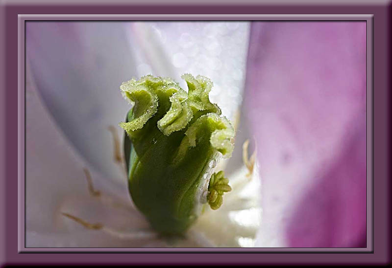 the heart of the tulip.....