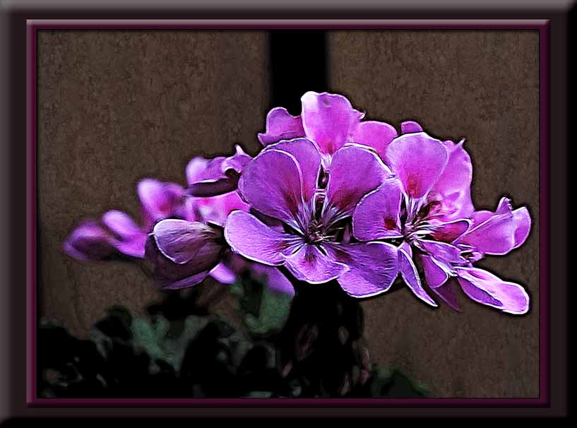 pink geraniums....