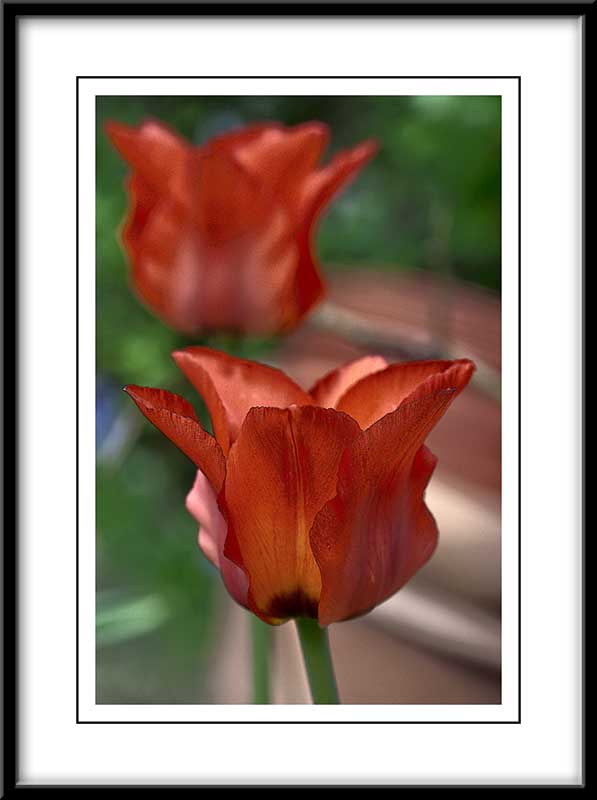 red botanical tulips....