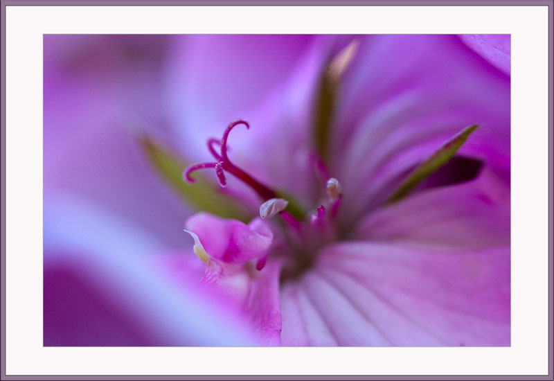 pink geranium...