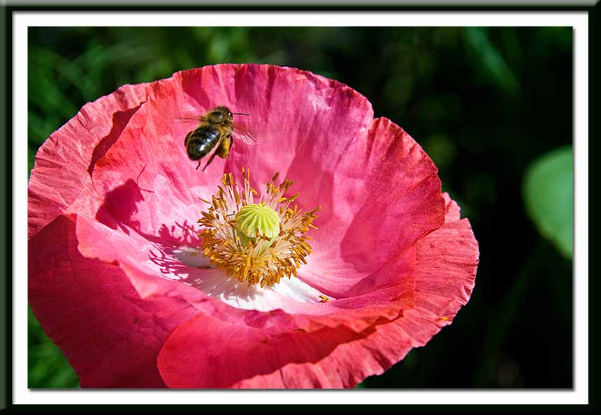 coming into land on the pink poppy....
