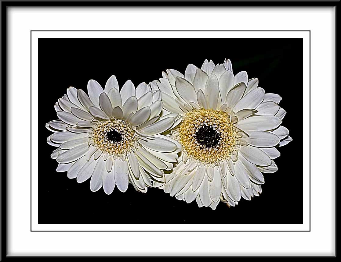 white gerbera...