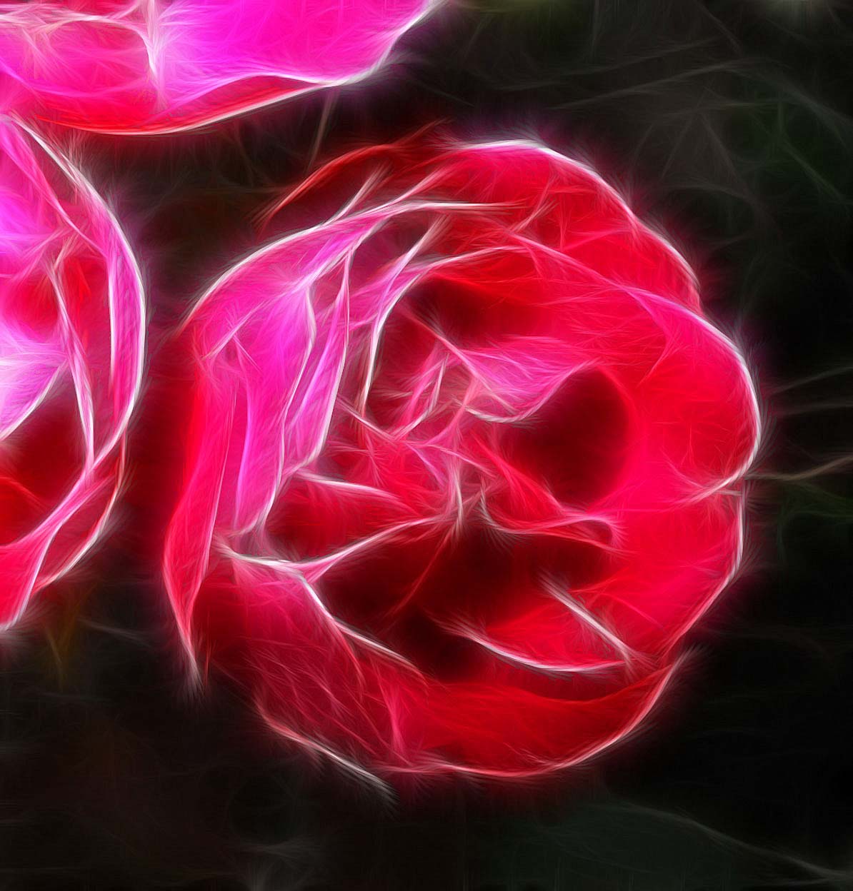 mini roses