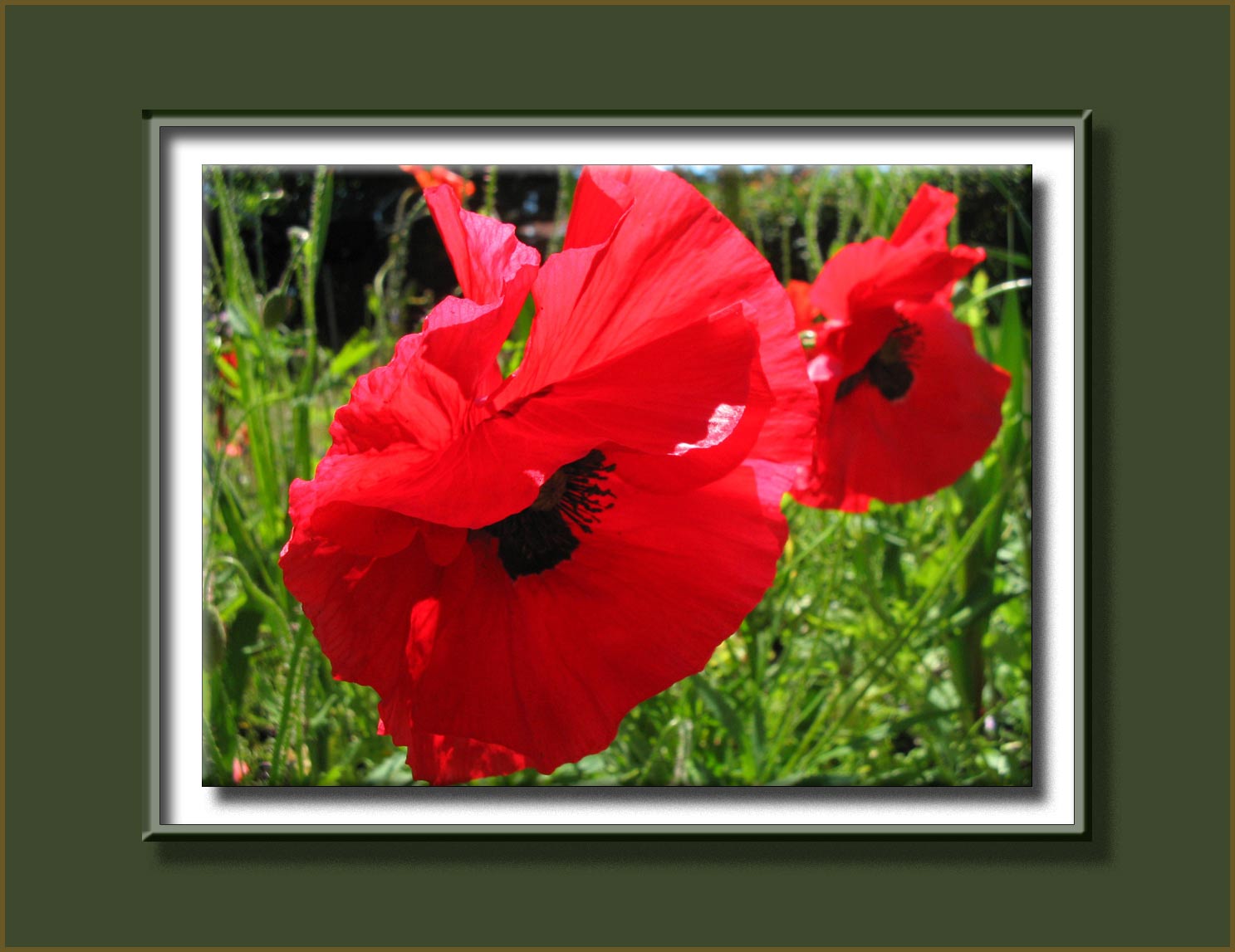 red poppies