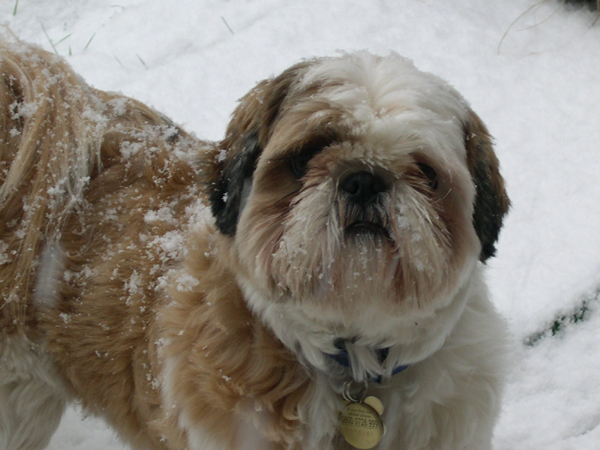 snow boy