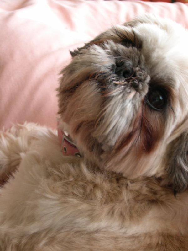 Lola