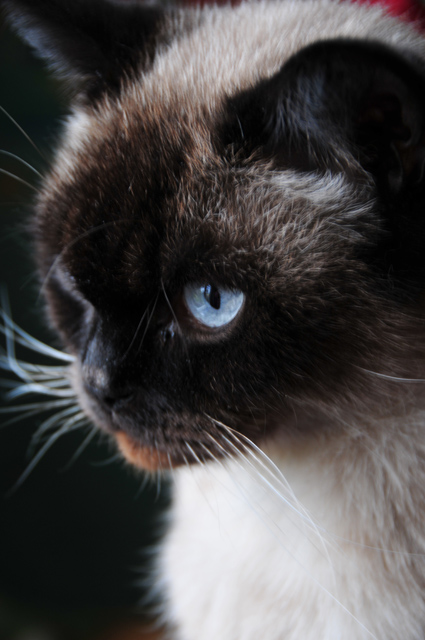 Zig