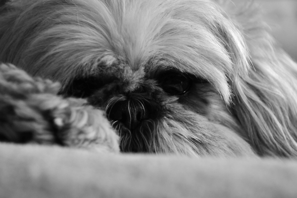 Lolas tired