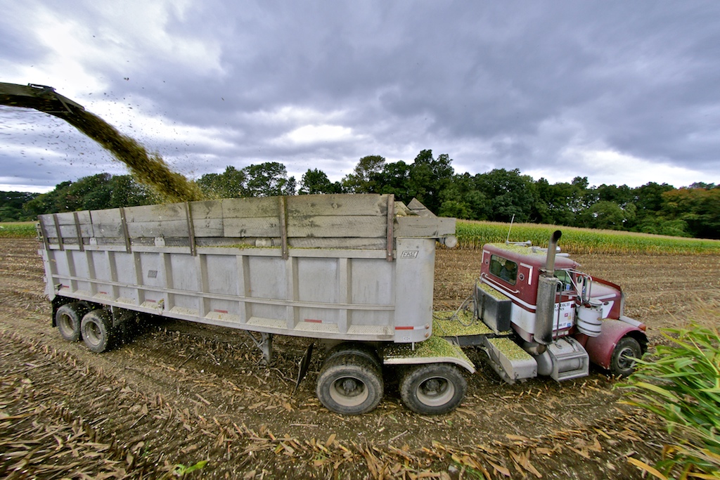 Chopping corn.