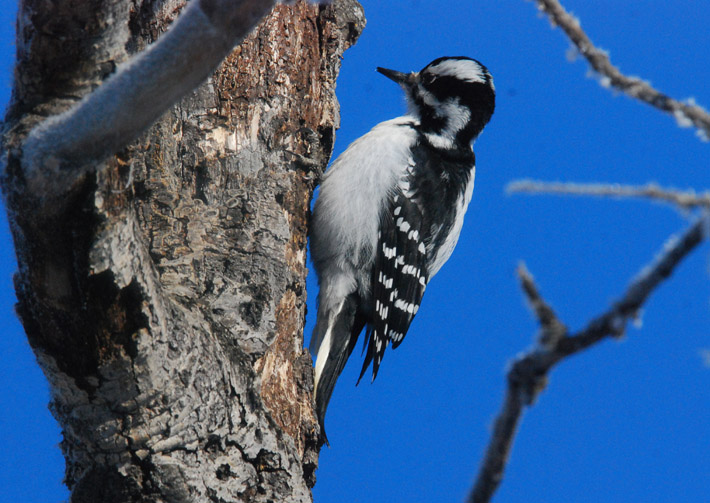 H__Woodpecker