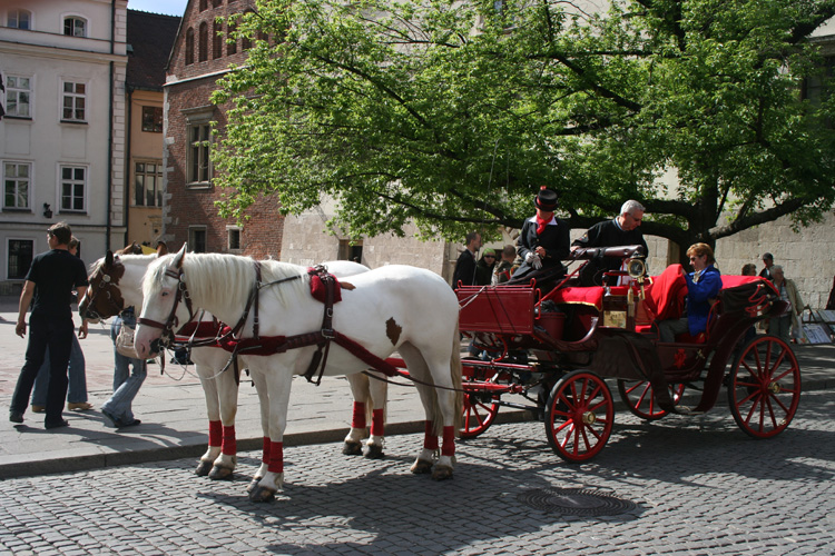 Horse drawn carriage
