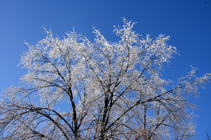 Frosty tree