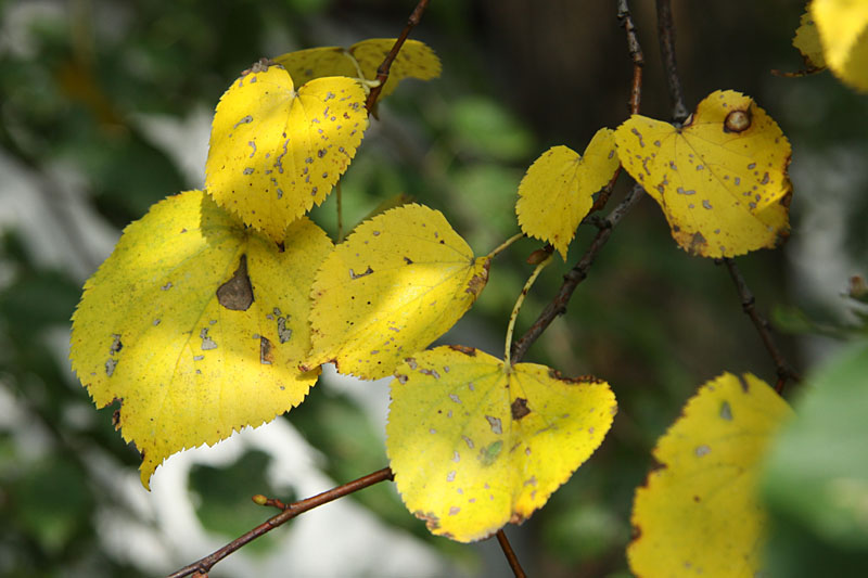 Fall leaves