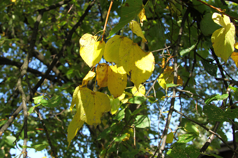 Fall leaves