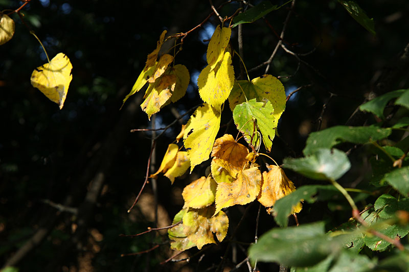 Fall leaves